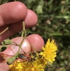 Gminatus australis (Orange assassin bug) at Rob Roy Range - 18 Dec 2022 by Tapirlord