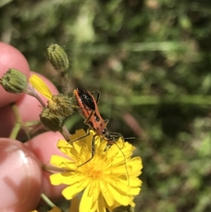 Gminatus australis at Conder, ACT - 18 Dec 2022