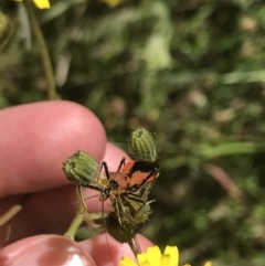 Gminatus australis at Conder, ACT - 18 Dec 2022