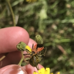 Gminatus australis at Conder, ACT - 18 Dec 2022