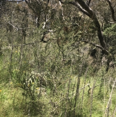 Bursaria spinosa subsp. lasiophylla (Australian Blackthorn) at Conder, ACT - 18 Dec 2022 by Tapirlord