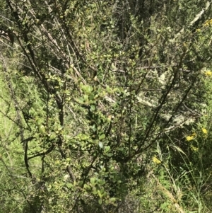 Bursaria spinosa subsp. lasiophylla at Conder, ACT - 18 Dec 2022