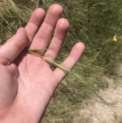 Anthosachne scabra (Common Wheat-grass) at Tuggeranong Hill - 18 Dec 2022 by Tapirlord