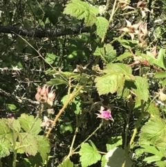 Rubus parvifolius (Native Raspberry) at Conder, ACT - 18 Dec 2022 by Tapirlord