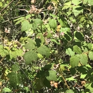 Rubus parvifolius at Conder, ACT - 18 Dec 2022