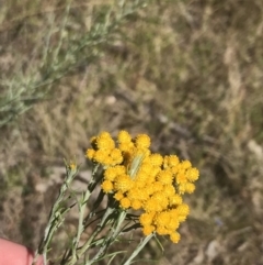 Chrysocephalum semipapposum (Clustered Everlasting) at Conder, ACT - 18 Dec 2022 by Tapirlord