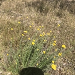 Chrysocephalum semipapposum at Conder, ACT - 18 Dec 2022