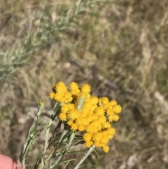 Chrysocephalum semipapposum at Conder, ACT - 18 Dec 2022