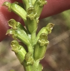 Microtis parviflora (Slender Onion Orchid) at Tuggeranong Hill - 18 Dec 2022 by Tapirlord