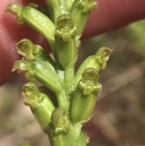 Microtis parviflora at Conder, ACT - suppressed