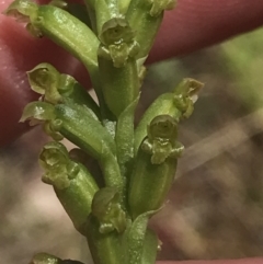 Microtis parviflora at Conder, ACT - suppressed