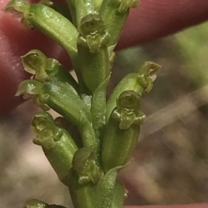 Microtis parviflora at Conder, ACT - suppressed