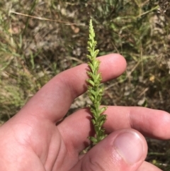 Microtis parviflora at Conder, ACT - suppressed