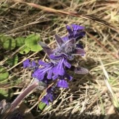 Ajuga australis (Austral Bugle) at Conder, ACT - 18 Dec 2022 by Tapirlord