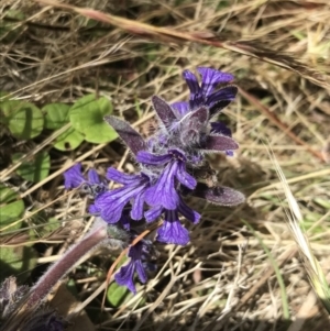 Ajuga australis at Conder, ACT - 18 Dec 2022 12:53 PM