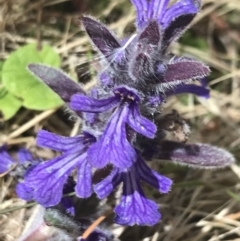 Ajuga australis at Conder, ACT - 18 Dec 2022