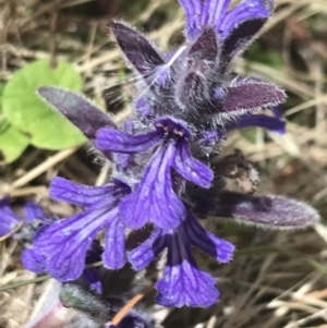 Ajuga australis at Conder, ACT - 18 Dec 2022 12:53 PM