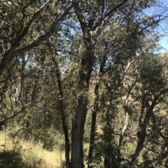 Eucalyptus dives (Broad-leaved Peppermint) at Conder, ACT - 18 Dec 2022 by Tapirlord