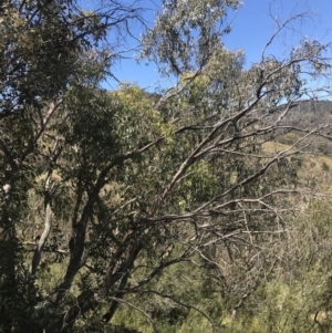 Eucalyptus dives at Conder, ACT - 18 Dec 2022