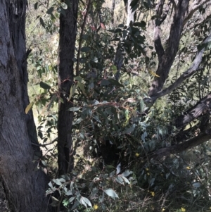 Eucalyptus dives at Tuggeranong Hill - 18 Dec 2022