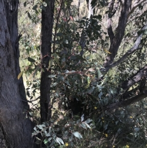 Eucalyptus dives at Conder, ACT - 18 Dec 2022