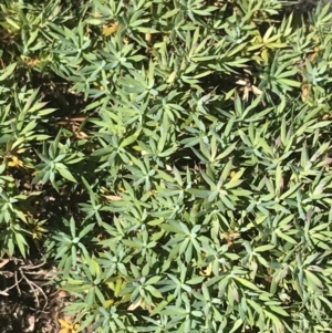 Styphelia humifusum at Conder, ACT - 18 Dec 2022