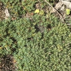 Styphelia humifusum at Conder, ACT - 18 Dec 2022