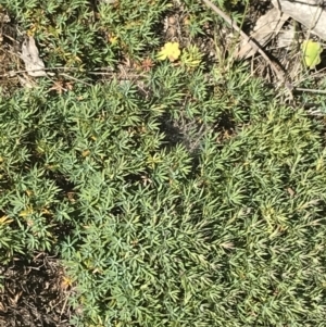 Styphelia humifusum at Conder, ACT - 18 Dec 2022