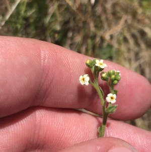 Hackelia suaveolens at Conder, ACT - 18 Dec 2022