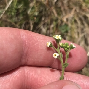 Hackelia suaveolens at Conder, ACT - 18 Dec 2022