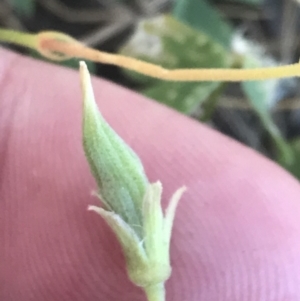 Oxalis perennans at Conder, ACT - 18 Dec 2022 12:48 PM