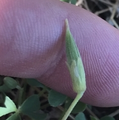 Oxalis perennans at Conder, ACT - 18 Dec 2022 12:48 PM