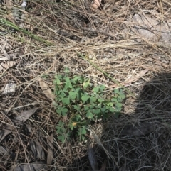 Oxalis perennans at Conder, ACT - 18 Dec 2022 12:48 PM