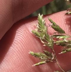 Poa (genus) (A Snow Grass) at Conder, ACT - 18 Dec 2022 by Tapirlord