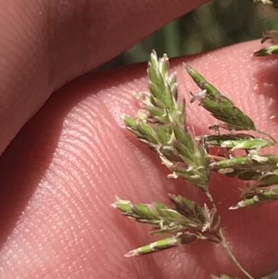 Poa (genus) (A Snow Grass) at Conder, ACT - 18 Dec 2022 by Tapirlord
