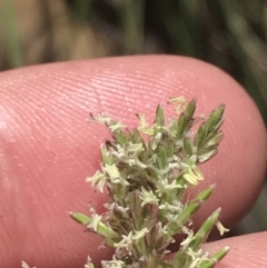 Poa sp. at Conder, ACT - 18 Dec 2022 12:45 PM