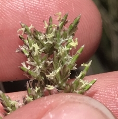 Poa sp. at Conder, ACT - 18 Dec 2022 12:45 PM