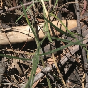 Senecio quadridentatus at Conder, ACT - 18 Dec 2022