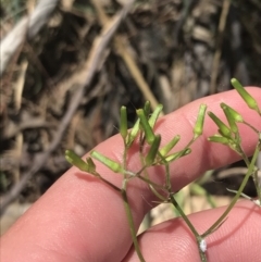 Senecio quadridentatus at Conder, ACT - 18 Dec 2022 12:45 PM