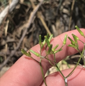 Senecio quadridentatus at Conder, ACT - 18 Dec 2022