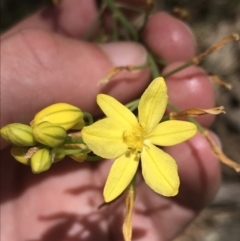 Bulbine glauca (Rock Lily) at Conder, ACT - 18 Dec 2022 by Tapirlord