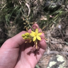 Bulbine glauca at Conder, ACT - 18 Dec 2022 12:44 PM