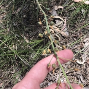 Bulbine glauca at Conder, ACT - 18 Dec 2022 12:44 PM