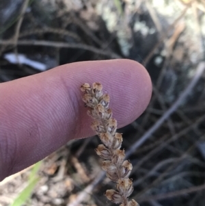 Plantago gaudichaudii at Conder, ACT - 18 Dec 2022 12:42 PM