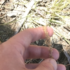 Plantago gaudichaudii at Conder, ACT - 18 Dec 2022