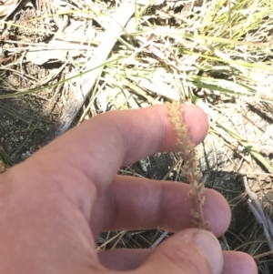 Plantago gaudichaudii at Conder, ACT - 18 Dec 2022 12:42 PM