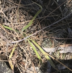 Plantago gaudichaudii at Conder, ACT - 18 Dec 2022 12:42 PM