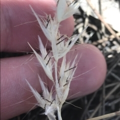 Rytidosperma caespitosum (Ringed Wallaby Grass) at Tuggeranong Hill - 18 Dec 2022 by Tapirlord