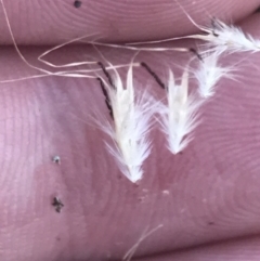 Rytidosperma caespitosum at Conder, ACT - 18 Dec 2022