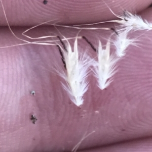 Rytidosperma caespitosum at Conder, ACT - 18 Dec 2022 12:40 PM